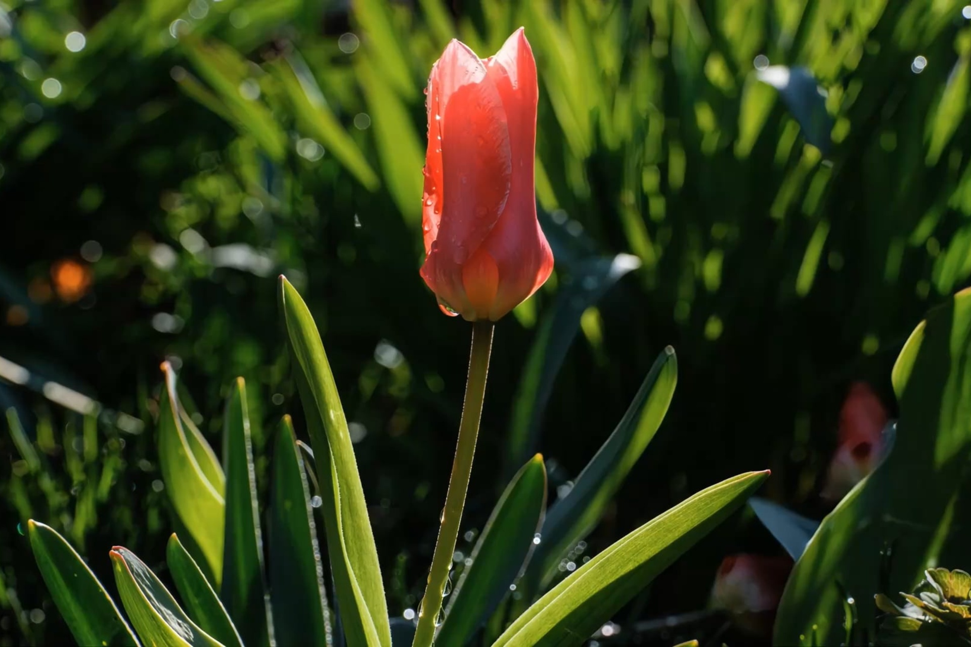 Easter Message from Bishop Brendan Leahy 2026