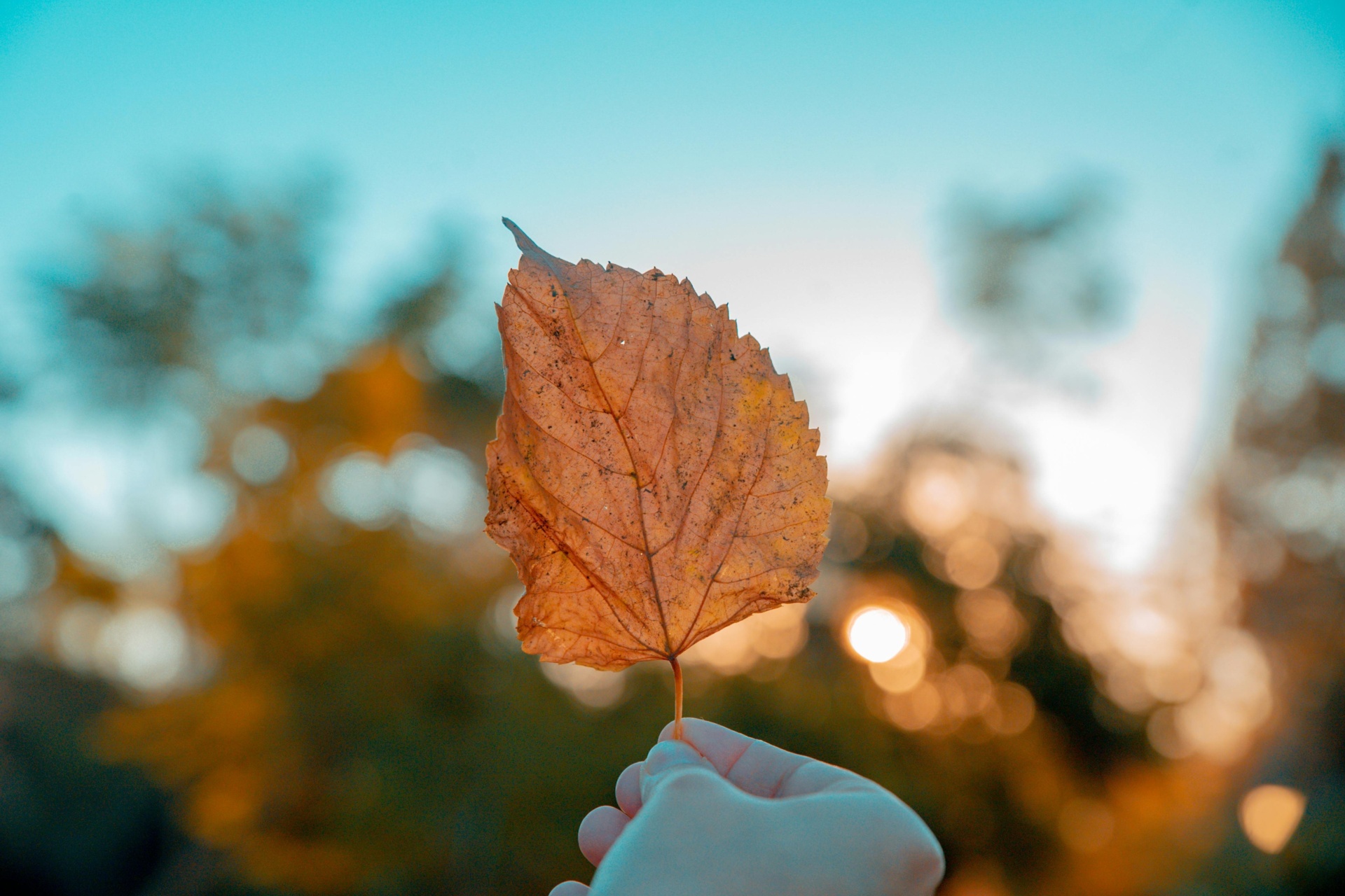 Autumn Reflection