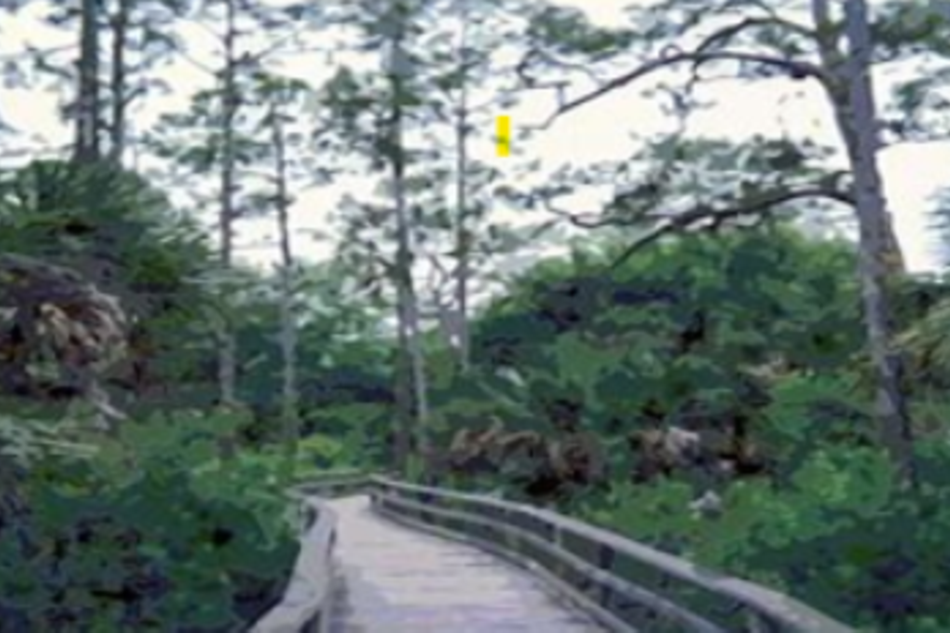 Invitation to The Infinity Woodland Pathway , Milford Care Centre
